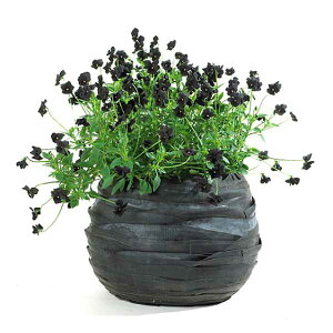 SERAX(ZbNX) o[x[X L H22 8 Jo[ v^[Jo[ |bg ϗtA   