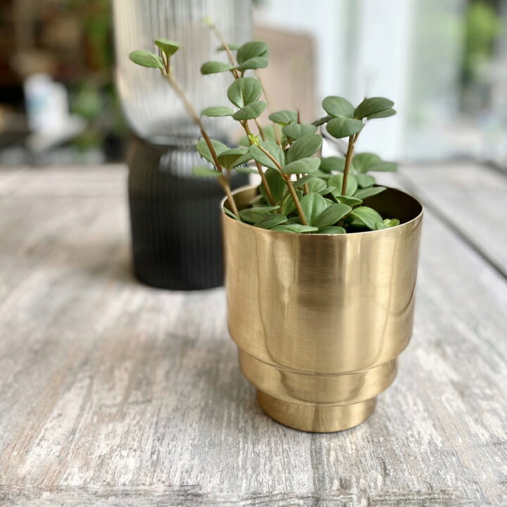 楽天市場 Clover クローバー アルミプランター ゴールド F11鉢カバー 鉢 植木鉢 室内 プランター 植物 観葉植物 鉢ポット 鉢プランター アルミ鉢 アルミ素材 ゴールド 金色 光沢 スタイリッシュ エレガント シンプル おしゃれ Upstairs Outdoor Living