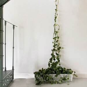 botanopia({^msA) pT|[g uX 1Ax Apx AT|[g |x Ap Y U x x `F[ `F[x  鐫A | ^J S[