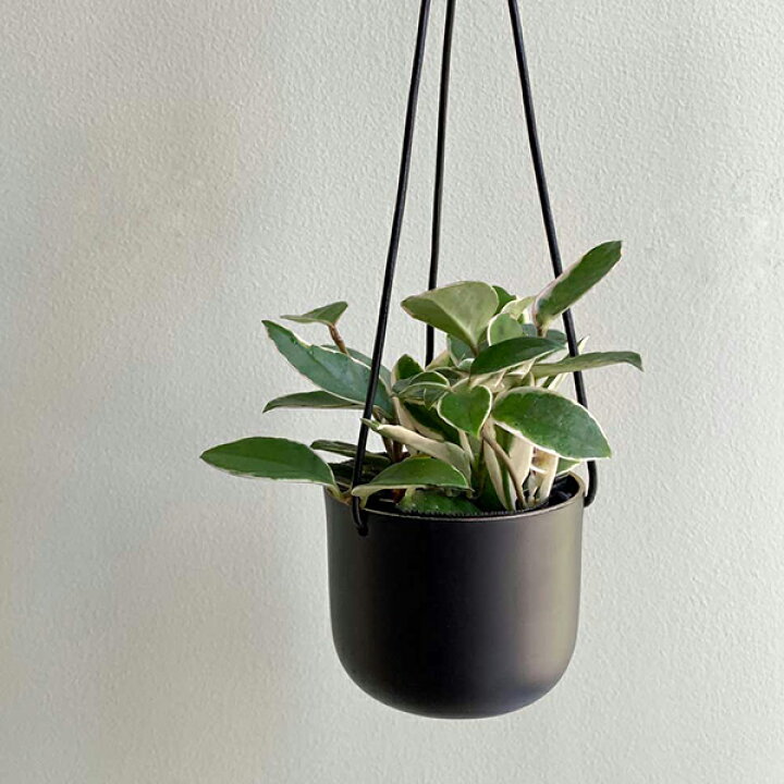 楽天市場】CLOVER(クローバー) アルミハンギングプランター Φ9×H35cm 