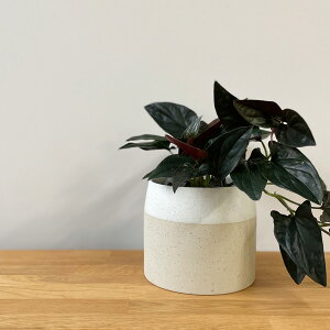 D&M(fB[AhG) ACR|bg U17 zCg 5 Jo[  |bg t[|bg |bg Jo[ Eh ی` ꌊȂ  v^[ CeA jAX fUC