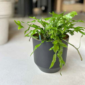 CLOVER(N[o[) A~v^[ ubN 13 3 4Jo[  Aؔ  v^[ A ϗtA |bg v^[ A~ A~f  S[h X^CbV GK