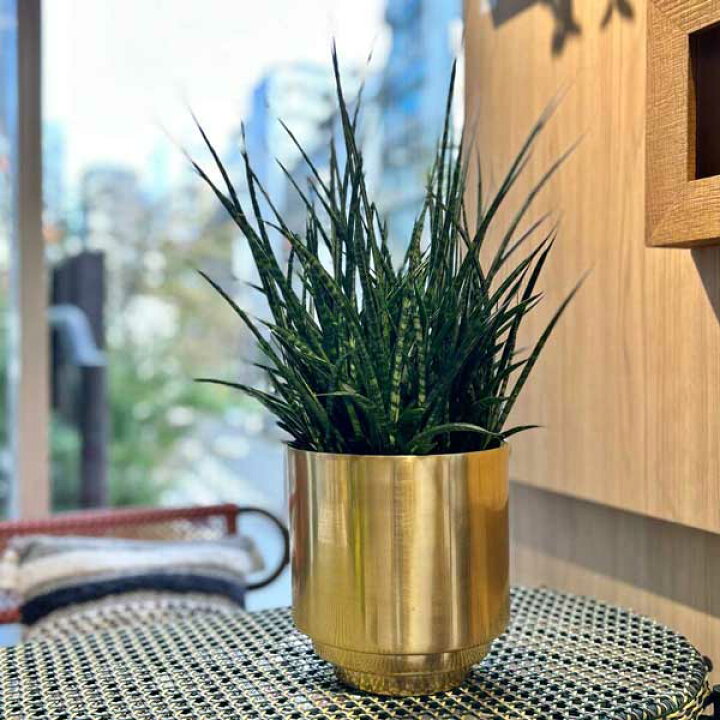 楽天市場 Clover クローバー アルミプランター ゴールド F16 5鉢カバー 鉢 植木鉢 室内 プランター 植物 観葉植物 鉢ポット 鉢プランター アルミ鉢 アルミ素材 ゴールド 金色 光沢 スタイリッシュ エレガント シンプル おしゃれ Upstairs Outdoor Living