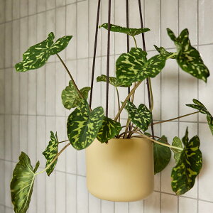 Hubsch(ヒュプシュ) ブルームハンギングポット Φ25 ベージュ/ブラウン 8号 吊り鉢 鉢カバー 鉢ポット プランターカバー フラワーポット アイアン 鉄 24cm 丸型 観葉植物 室内 屋内 海外 北欧 おし