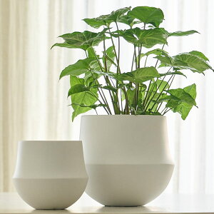 D&M(fB[AhG) t[W|bg U24 Xg/zCg/uE/ubN 6 Jo[ |bg v^[Jo[ t[|bg Z~bN ꌊȂ 22cm  F  ی^ ϗtA