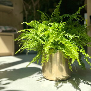 CLOVER(N[o[) VCj[A~v^[ 21 S[h L 4 5 Jo[ Aؔ  v^[ A ϗtA |bg v^[ A~ A~f F  X^C