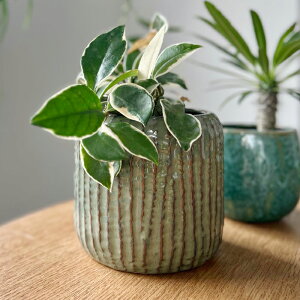 yԌ40%OFFz SERAX(ZbNX) uXv|bg 15.5×H14.5cm O[ 3 Jo[ v^[Jo[ |bg ϗtA   