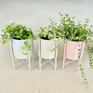CLOVER(N[o[) ACAv^[EBYX^h U11.5 O[/O[/sN 3 ^ Jo[ |bg v^[X^h t[X^h X^h ACA S 18cm ی^ ꌊ