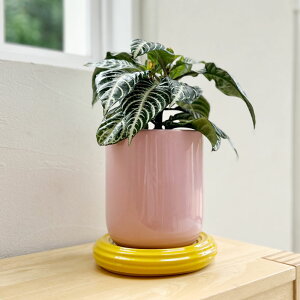 &Klevering(AhNx) `X|bg sN U19.5 6Jo[ |bg v^[Jo[ t[|bg \[T[ v[g 󂯎M Zbg ꌊ Zb H21cm ی^ ϗtA  