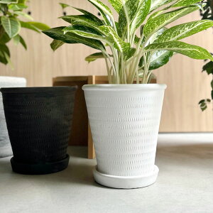 CLOVER(N[o[) eRb^v^[EBY\[T[ 23.5 i`/ubN/zCg 7 ꌊ Jo[ v^[Jo[ |bg ϗtA  