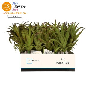 ���C���X�e�C�Y �l�H�G�A�v�����g�s�b�N ��15cm �}���`�J���[ Mainstays 6inch Artificial Air Plant Picks, Multiple Colors �y�����񂹏��i�z