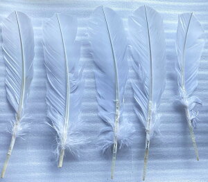 Hy  y󂠂z@@ ppi Vpi ܂ȂObY 肢Ȃ yN[|Ώہzy39Vbvz