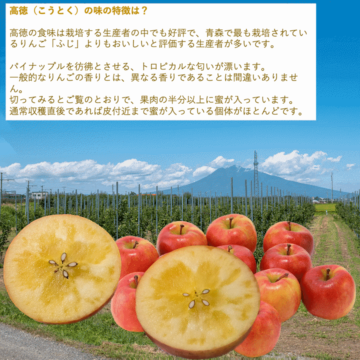 楽天市場】りんご 予約販売 話題のこうとく 5Kg 人気の高徳 小玉こみつ 