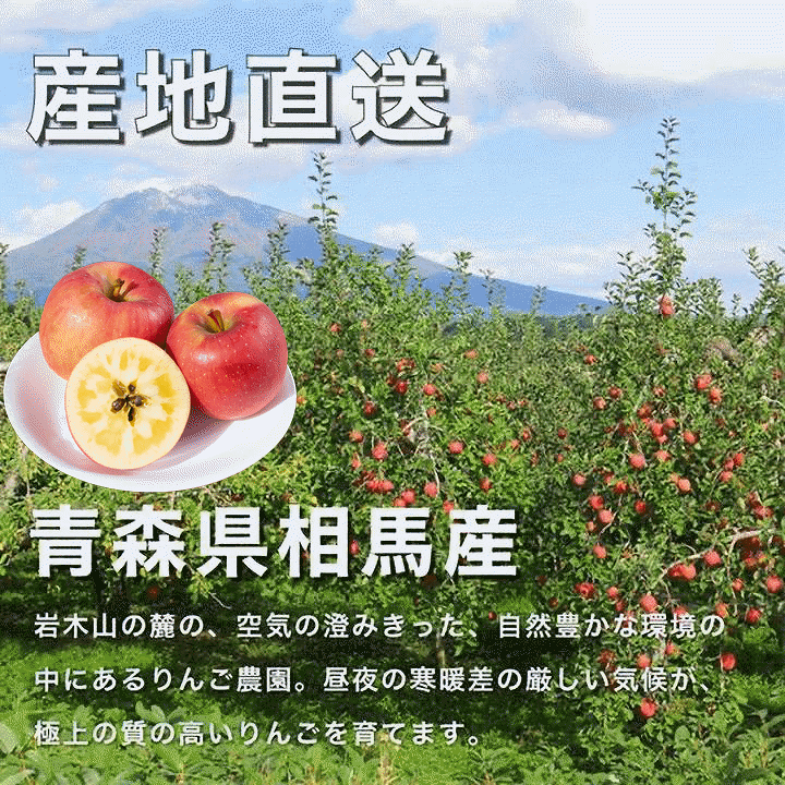 楽天市場】りんご 予約販売 話題のこうとく 5Kg 人気の高徳 小玉