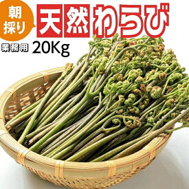 予約受付中 天然山菜 天然生わらび/20Kg 業務用 自然の恵み 送料無料