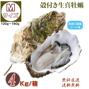 y {錧OEY kty MTCY 4kg / Yn 