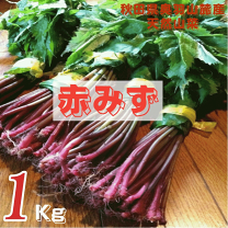 山菜　ミズ　5キロ 新潟県産　採れたて新鮮発送 楽天市場】山菜 ミズの通販