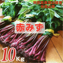 楽天市場】秋田 山菜 みずの通販