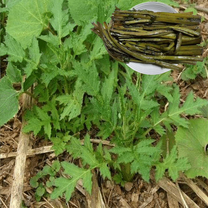 山形県産 コゴミ塩漬け 3kg(1kg×3袋) 塩蔵　こごみ　山菜　野菜 山菜こごみのおすすめ人気商品一覧 通販 - Yahoo!ショッピング