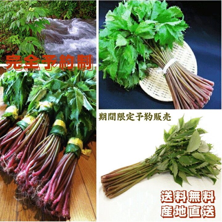 楽天市場】天然山菜 完全予約販売 秋田県産天然みず ウワバミソウ 