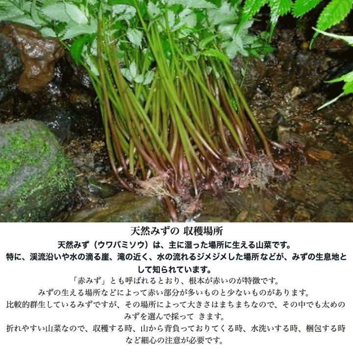 楽天市場】天然山菜 完全予約販売 秋田県産天然みず ウワバミソウ