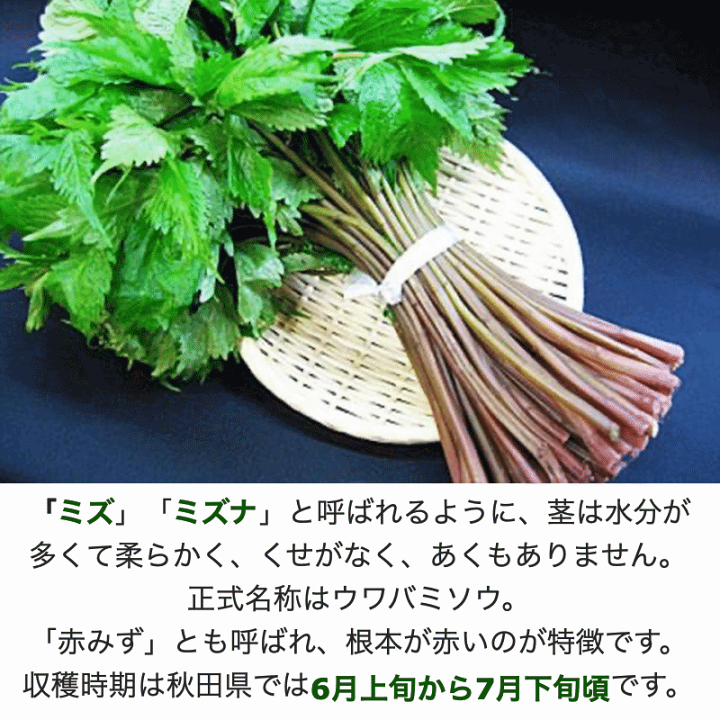 楽天市場】天然山菜 完全予約販売 秋田県産天然みず ウワバミソウ 1Kg