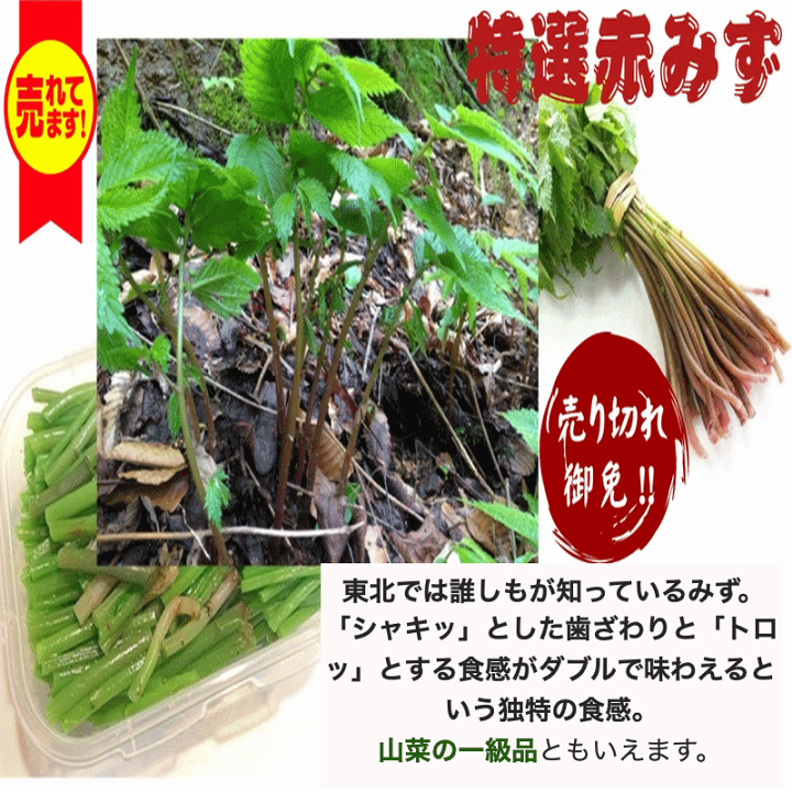 楽天市場】天然山菜 完全予約販売 秋田県産天然みず ウワバミソウ