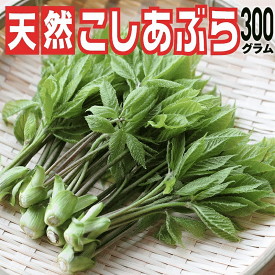 山菜 早期予約 天然山菜 山菜の女王 こしあぶら/300g 自然の恵み 限定販売 送料無料
