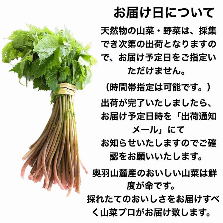 楽天市場】天然山菜 完全予約販売 秋田県産天然みず ウワバミソウ