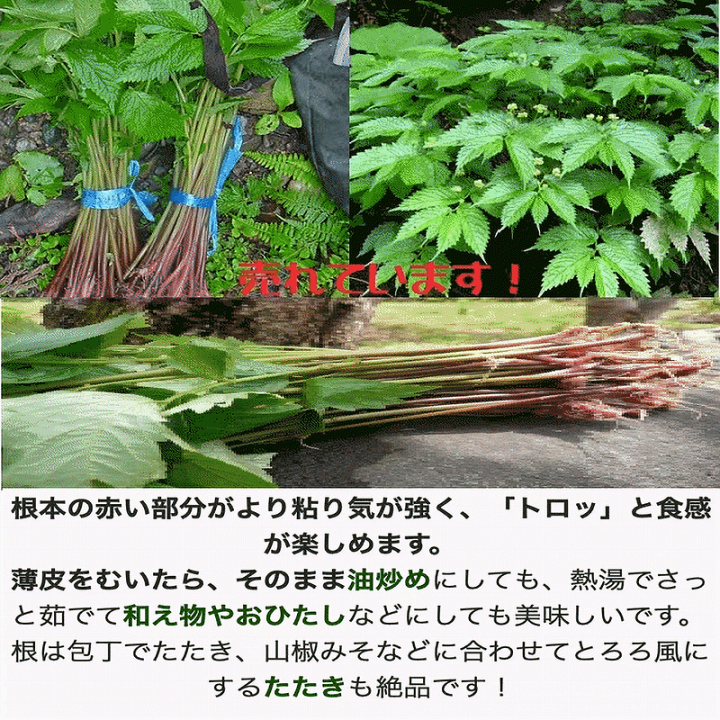 楽天市場】天然山菜 完全予約販売 秋田県産天然みず ウワバミソウ