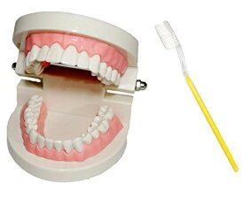 【17日限定全品P5倍】 cmy select 歯 模型 歯列模型 歯模型 実物大 モデル 180度 開閉式 歯ブラシ セット
