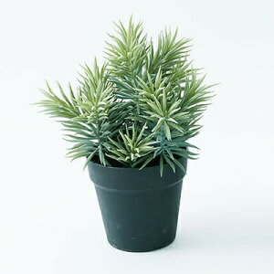 観葉植物 プランター おしゃれの人気商品 通販 価格比較 価格 Com 観葉植物 プランター おしゃれの人気商品 通販 価格比較 価格 Com