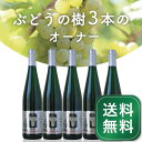 【予約商品】ぶどうの樹3本のオーナー 2025年に実るブドウでできるリースリングのやや甘口ワインが、2026年7月ごろ届きます 【送料無料】《締め切り少しだけ延長》