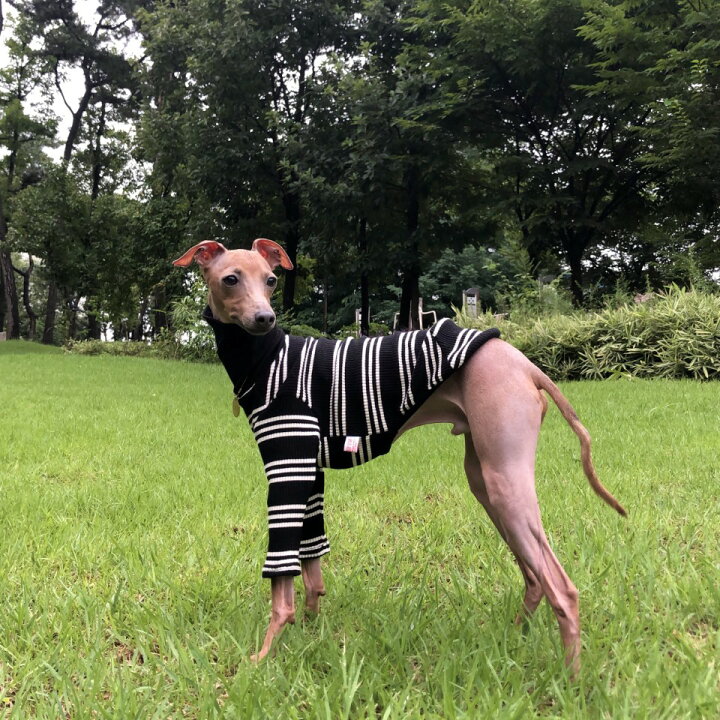 楽天市場 ベドリントンテリア 服 2xl ストライプ Tシャツ 犬服 イタグレ ウィペット 服 イタグレ 服 イタリアングレイハウンド イタリアン グレーハウンド ドッグ ウェア 犬 服 春 夏 秋 冬 Doggystar ドッギースター イタグレ服のコカパパ イタグレ服春夏秋冬
