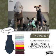 【doggystar ドッギースター】イタグレ服 10カラーTシャツ 室内着 イタグレ イタリアングレーハウンド イ…