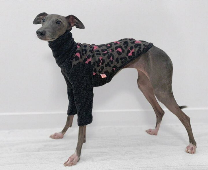 楽天市場 イタグレ 服 犬服 イタグレ イタリアングレイハウンド ヒョウ柄 裏起毛 ニット 長袖 Tシャツ イタリアン グレーハウンド ウィペット 服 ベドリントンテリア 服 犬 服 秋 冬 セーター Doggystar ドッギースター イタグレ服のコカパパ Cockerpapa コカパパ