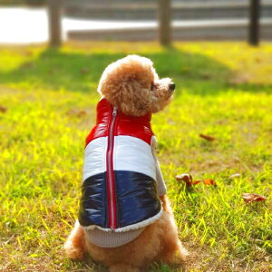 ydoggystar hbM[X^[z Z[ _E xXg ^ ^ H ~ Wp[ R[g {A h y ۉ g ̕ ybg hbO EFA doggystar hbM[X^[y