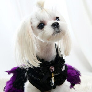 ydoggystar hbM[X^[z lbNX ̃ANZT[ ^  ^  [Xp Lp [X `[J[ ؍ ANZT[ ybgpi gCv[h ViEU[ ` ~js 