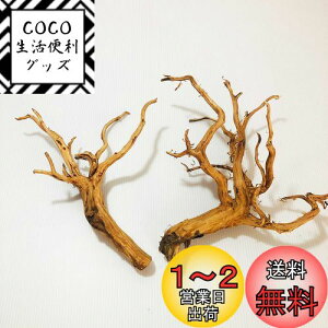 yzGoldlife   MTCY 2{Zbg X}gEbh ChlVAY } ANAE eE CAEg  XP[vEbh̍ޗ vR̃GTȂǂ