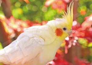 yzG|bN 108s[X WO\[pY /ybg Ƃ ł₩Ȃ邫݂ (18.2×25.7cm) 03-091 ̂t wt _t EPOCH