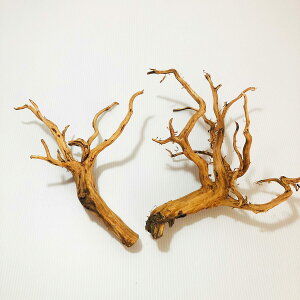 yzGoldlife   MTCY 2{Zbg X}gEbh ChlVAY } ANAE eE CAEg  XP[vEbh̍ޗ vR̃GTȂǂ