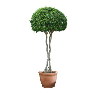 yzWOHAHA EH[XebJ[   t A Ϗܗp Go[O[ A 傫 rO[ Q L  O[ ǂɓ\ ǎV[ ͂  k