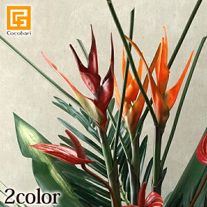 アジアン 観葉植物の人気商品 通販 価格比較 価格 Com アジアン 観葉植物の人気商品 通販 価格比較 価格 Com