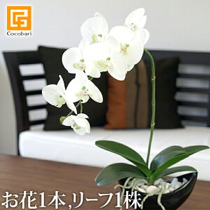 胡蝶蘭 1本の人気商品 通販 価格比較 価格 Com