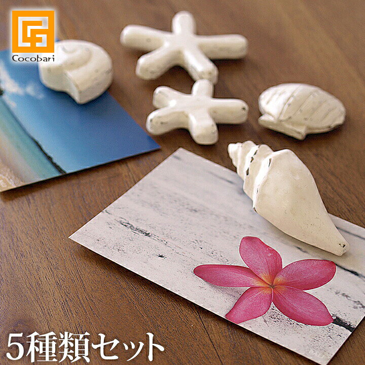 楽天市場 マグネット シェル スター 5種類セット 貝 3種類 ヒトデ 2サイズ シェル マグネット 貝殻 リゾート マインアイテム 海雑貨 海 貝 ヒトデ 海のインテリア バリ リゾート バリ雑貨ココバリ アジアン雑貨