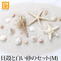楽天市場】白い貝殻の通販
