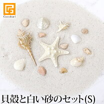 楽天市場】白い貝殻 デコレーションの通販
