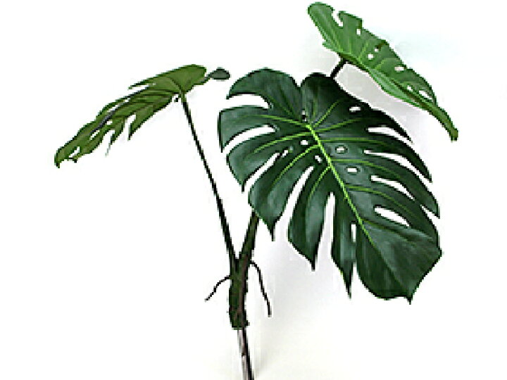 楽天市場 モンステラ株立ちタイプ モンステラ 造花 リアル 観葉植物 インテリアグリーン フェイクグリーン 南国 夏 トロピカル ハワイ 葉っぱ バリ 雑貨 アジアン 雑貨 アートフラワー アートリーフ アーティフィシャル ディスプレイ アレンジメント 高級感 バリ 楽天市場 モンステラ株立ちタイプ モンステラ 造花 リアル 観葉植物 インテリアグリーン フェイクグリーン 南国 夏 トロピカル ハワイ 葉っぱ バリ 雑貨 アジアン 雑貨 アートフラワー アートリーフ アーティフィシャル ディスプレイ アレンジメント 高級感 バリ