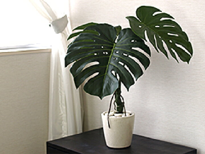 楽天市場 モンステラ株立ちタイプ モンステラ 造花 リアル 観葉植物 インテリアグリーン フェイクグリーン 南国 夏 トロピカル ハワイ 葉っぱ バリ 雑貨 アジアン 雑貨 アートフラワー アートリーフ アーティフィシャル ディスプレイ アレンジメント 高級感 バリ 楽天市場 モンステラ株立ちタイプ モンステラ 造花 リアル 観葉植物 インテリアグリーン フェイクグリーン 南国 夏 トロピカル ハワイ 葉っぱ バリ 雑貨 アジアン 雑貨 アートフラワー アートリーフ アーティフィシャル ディスプレイ アレンジメント 高級感 バリ