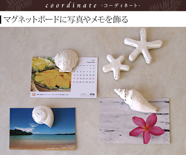 楽天市場 マグネット シェル スター 5種類セット 貝 3種類 ヒトデ 2サイズ シェル マグネット 貝殻 リゾート マインアイテム 海雑貨 海 貝 ヒトデ 海のインテリア バリ リゾート バリ雑貨ココバリ アジアン雑貨